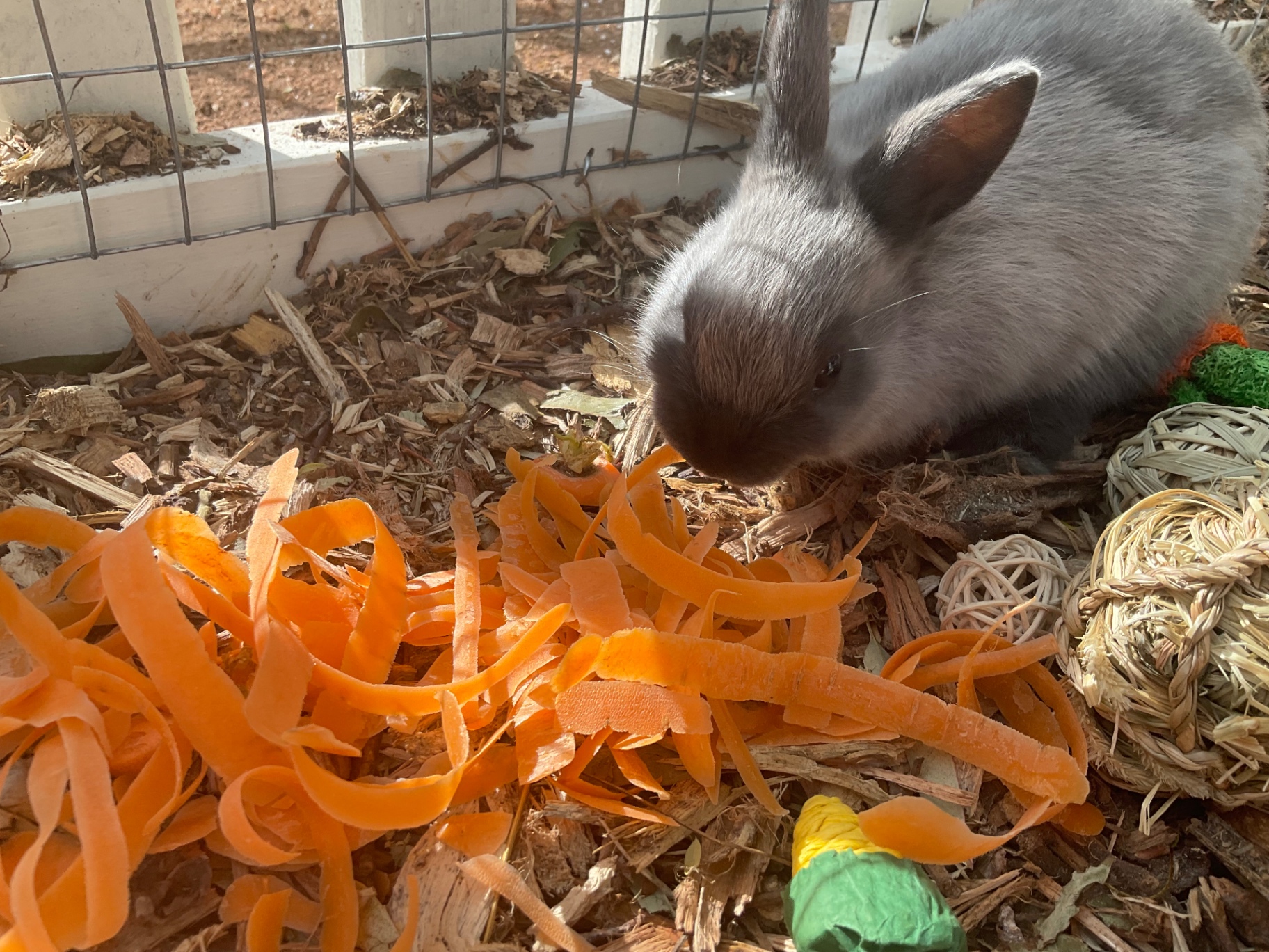 North, a grey Netherland dwarf bunny