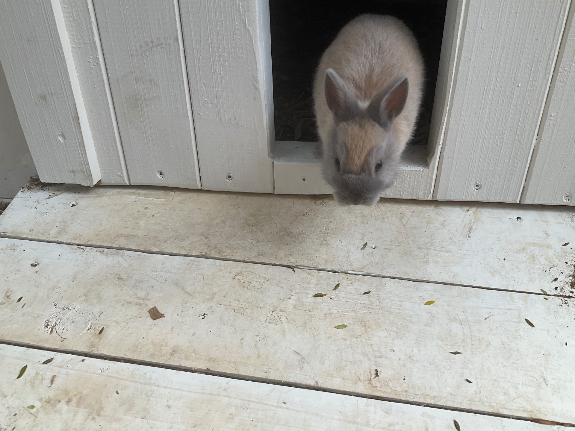 Penelope peeking out of the hutch door